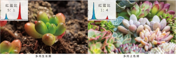 多肉的紅藍光（guāng）配（pèi）比