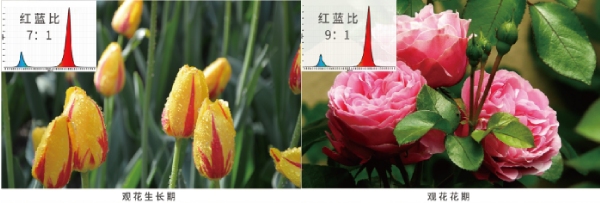 花期的紅藍光（guāng）配比