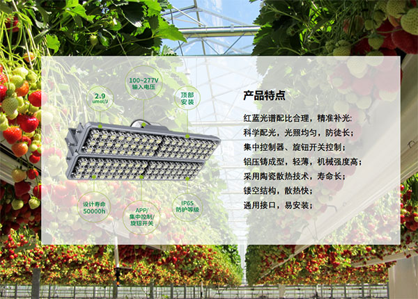 植物生長照（zhào）明