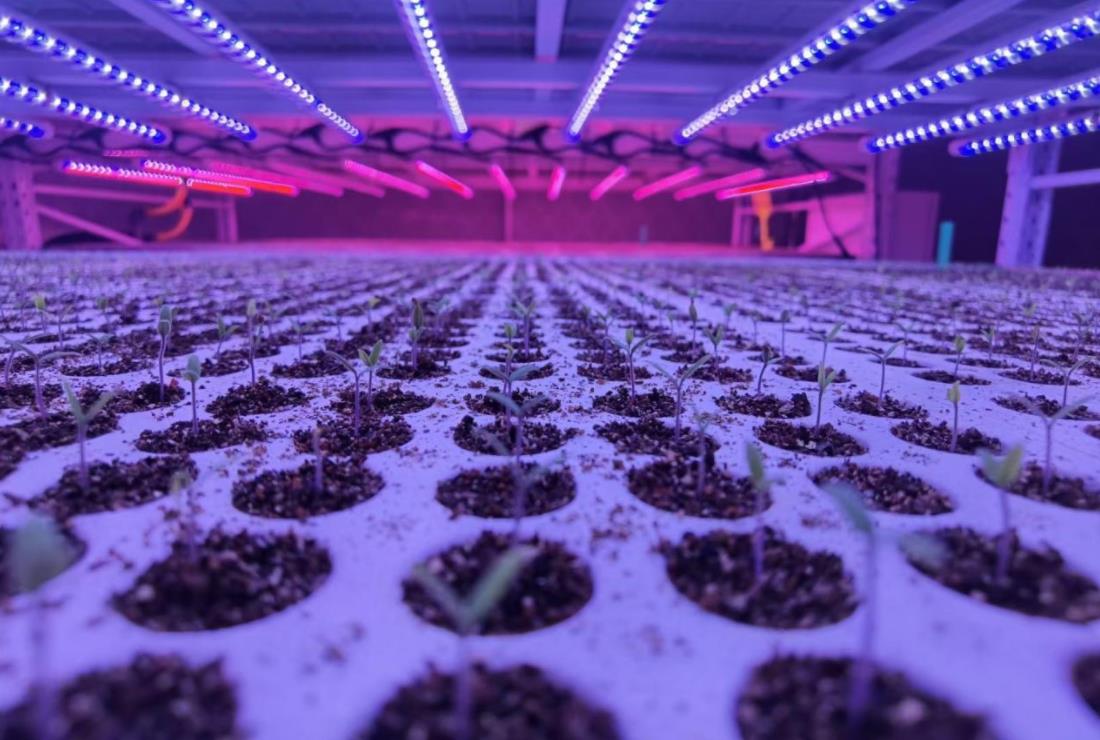 色多多AV导航,植物照（zhào）明,生長燈,推動農業現代化,綠色可持續發展
